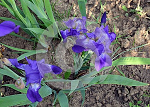 Flower, nature, purple, blue, plant, iris, spring, green, flowers, violet, summer, flora, garden, blossom, beautiful, macro, bloom