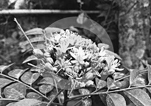 Flower nature spring agriculture plants plant flowers blackandwhite photo