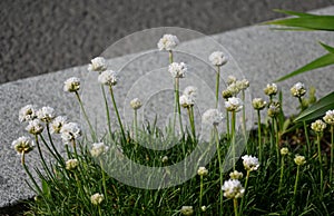 Armeria maritima alba rock garden, a perennial for a sunny location. It consists of turf-shaped hills, stones on a rock white