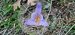 Flower Nature triangle lily closelook