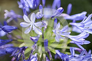 FLOWER NATURE VIOLET WHITE GREEN VERDE CIELO photo