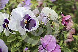 FLOWER NATURE YELLOW WHITE GREEN VERDE CIELO photo