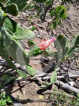 Flower natureza cactus succullent Nature photo