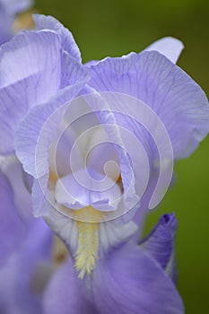 Flower of nc up close