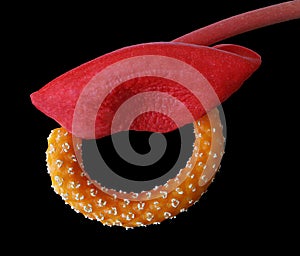 Flower with near and pistil of red anthurium.