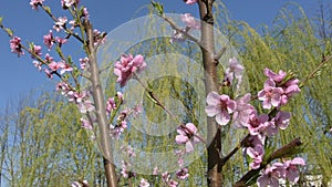 Flower of nectarine tree, in spring under the sky