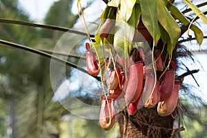 Flower Nepenthes, predatory plant