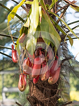 Flower Nepenthes, predatory plant