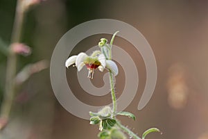 Flower of the nettle Nasa triphylla