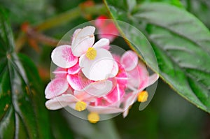 Begonia Flower in New Zealand Garden photo