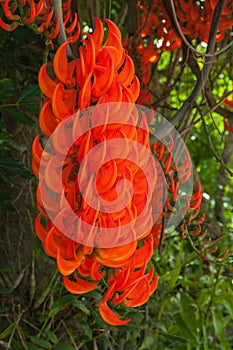 Flower of Newguinea creeper
