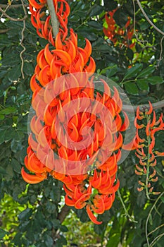Flower of Newguinea creeper