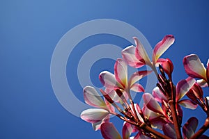 Flower next to blue sky.