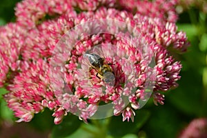 Flower nice fly red white plant green orange butterfly