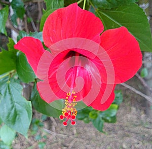 Flower