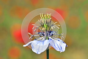 Flower of Nigella gallica, a wildland weedy plant