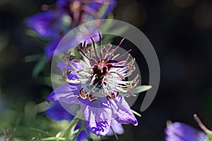 Flower of Nigella hispanica.