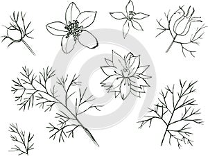 Flower Nigella Vector hand drawn floral set isolated on white background