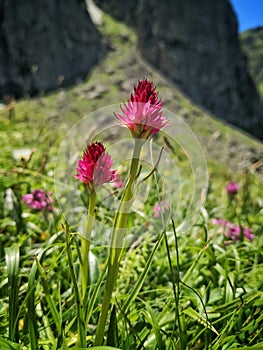 Flower of Nigritella rubra in Carpathians