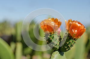Flower of nopal cactus photo