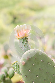 Flower of nopal cactus.