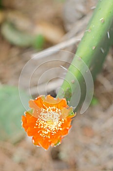 Flower of nopal cactus.