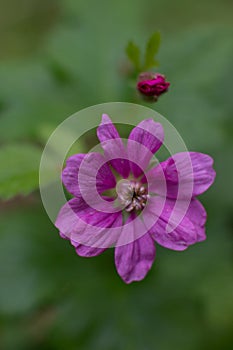 the flower of the northern princess berry.