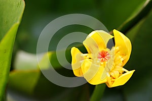 The flower of Nuphar japonica