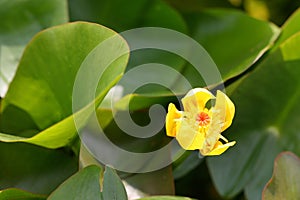 The flower of Nuphar japonica