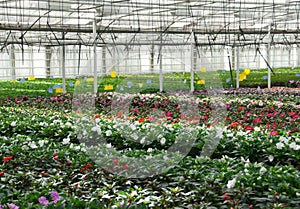Flower nursery. Greenhouse with cultivated plants.
