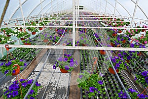 Flower nursery. Greenhouse with cultivated plants. Young plants in greenhouse