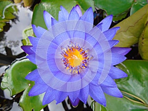 Flower nymphea blue lake watery water flowers
