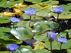 Flower nymphea blue lake watery water flowers