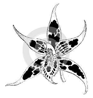 Flower of Odontoglossum Hallii vintage illustration