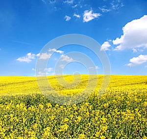 Flower of oil in field