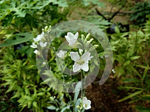 Flower of an oilseed radish or Raphanus Raphanistrum Raphanus sativus var. oleiformis, a subspecies of radish used for oil produ