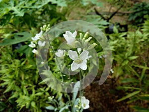 Flower of an oilseed radish or Raphanus Raphanistrum Raphanus sativus var. oleiformis, a subspecies of radish used for oil produ