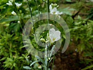Flower of an oilseed radish or Raphanus Raphanistrum Raphanus sativus var. oleiformis, a subspecies of radish used for oil produ