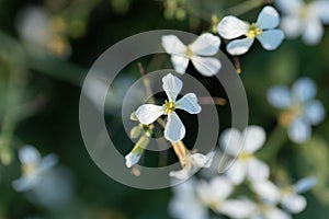 Flower of an oilseed radish Raphanus sativus var. oleiformis