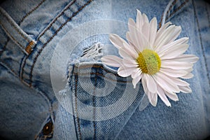 Flower in old jean pocket