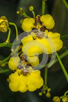 Flower of Oncidium Orchid