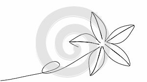 Flower. One line drawing animation with alpha channel.