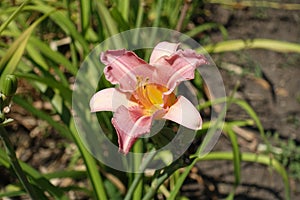 Flower of one pink Hemerocallis fulva