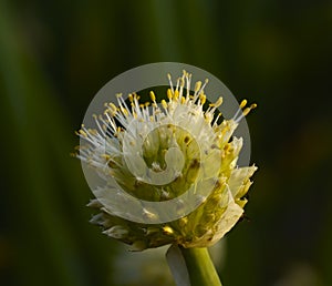 Flower of onions and a bee