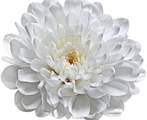 Flower of an open white chrysanthemum with a yellow core