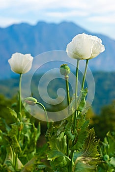 Flower opium
