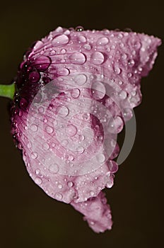 Flower of opium poppy covered with water drops.