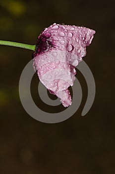 Flower of opium poppy covered with water drops.