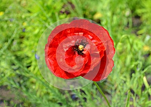 A flower of an opium poppy macro
