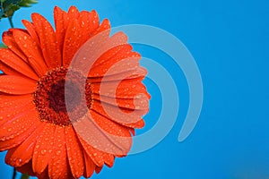 flower orange